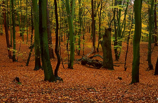 Pomeranian Beech Woods