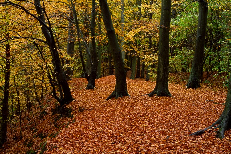 Pomeranian Beeches