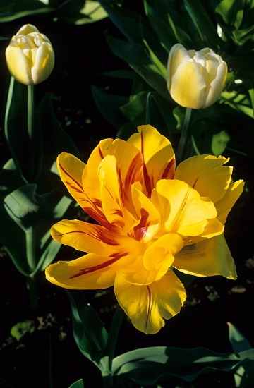 Yellow Tulip