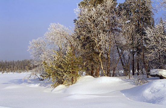 Taiga