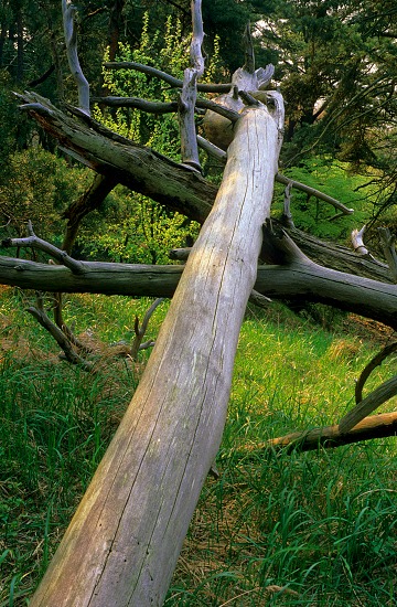 Logs at Sunrise