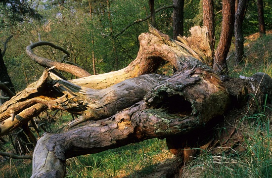 Fallen Pine Tree