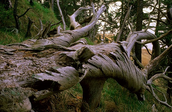 Trunk at Dawn