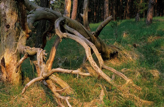 Dead Pine Branches