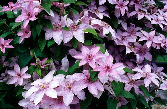 Clematis