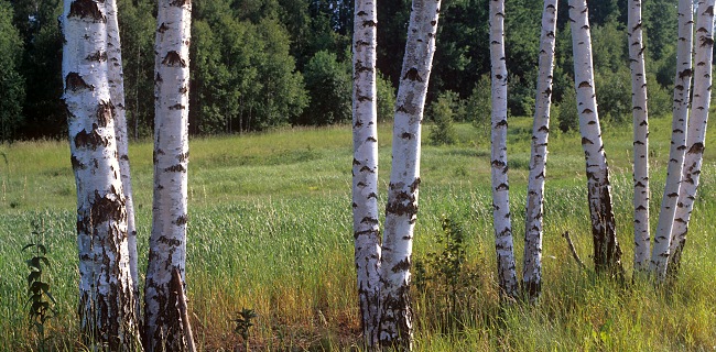 Birches