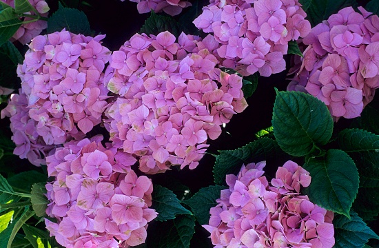 Hydrangea