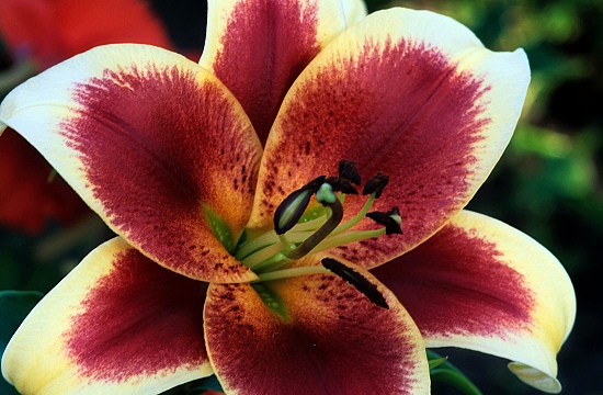 Asian Lily