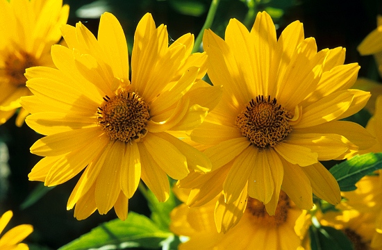 Dwarf Sunflower