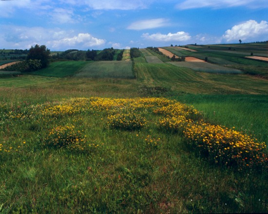 Fields and Flowers