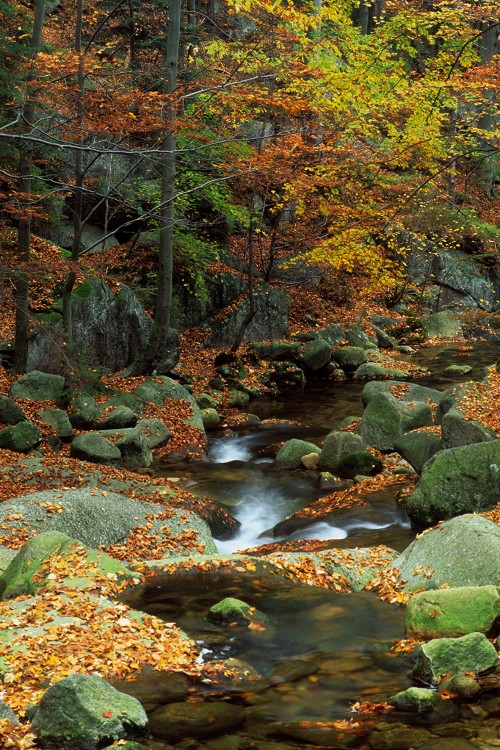 Autumn Brook