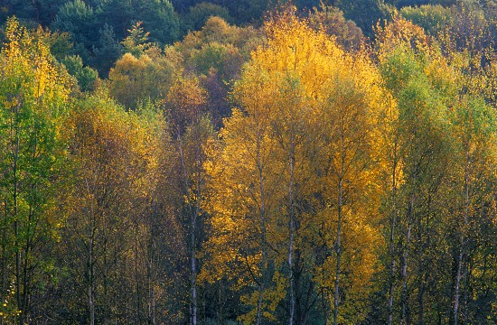 Fall Birches