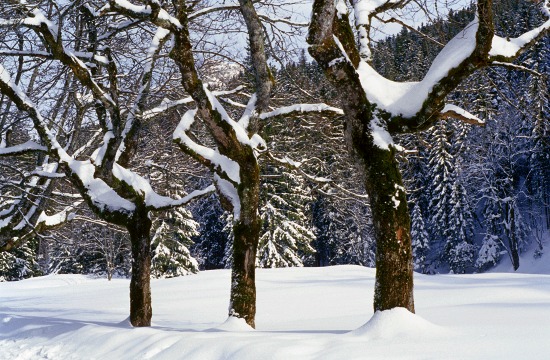 Winter Trees