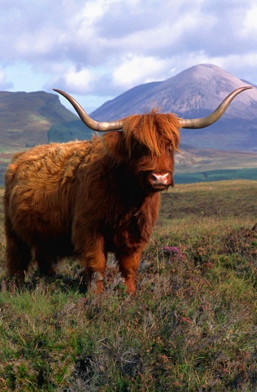 Highland Cow