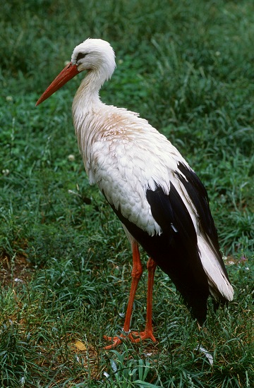 White Stork