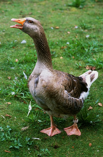 Pilgrim Goose