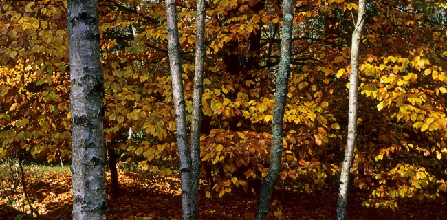 Color Foliage