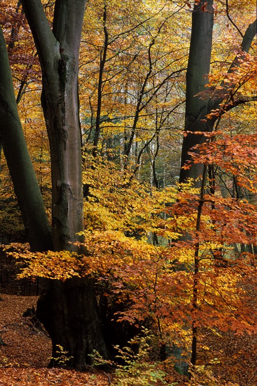 Forest Near Glusko