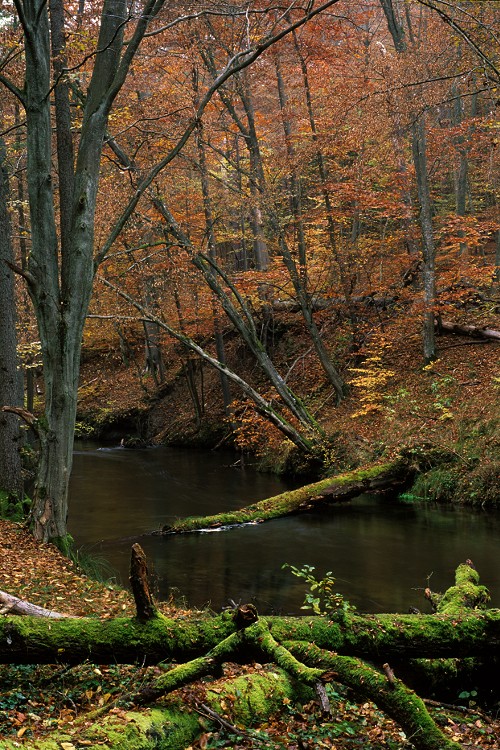 Late Autumn in Woods