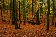 Pomeranian Beech Woods