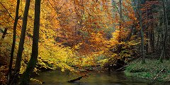 Logs in The Plociczna River