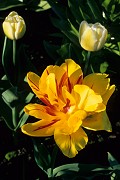 Yellow Tulip