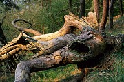 Fallen Pine Tree