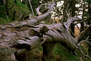 Trunk at Dawn