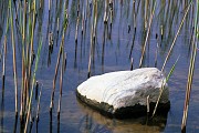 Limestone in Reeds