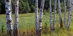 Birches