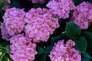 Hydrangea