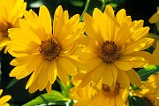 Dwarf Sunflower