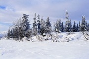 Winter in Taiga Forest