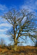 Solitary Oak