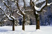 Winter Trees