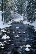 Koscieliski Brook