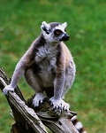 Lemur catta