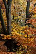 Forest Near Glusko