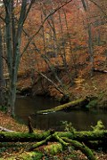 Late Autumn Woods